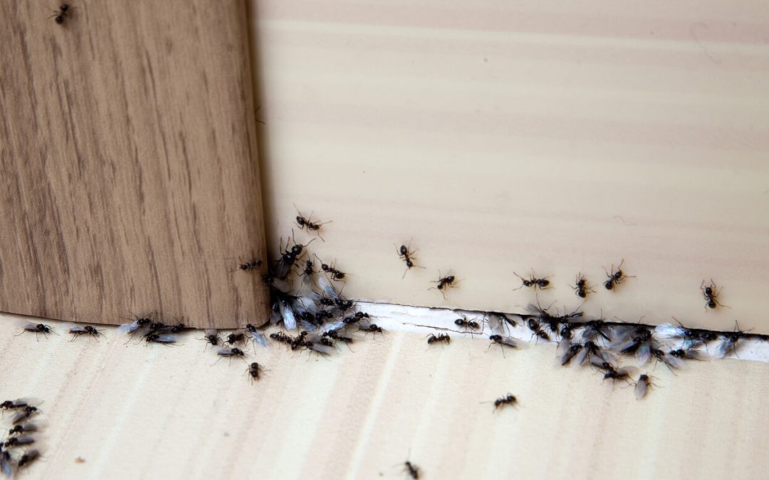 Basic Pest Control: 8 Tips for a Pest-Free Summer