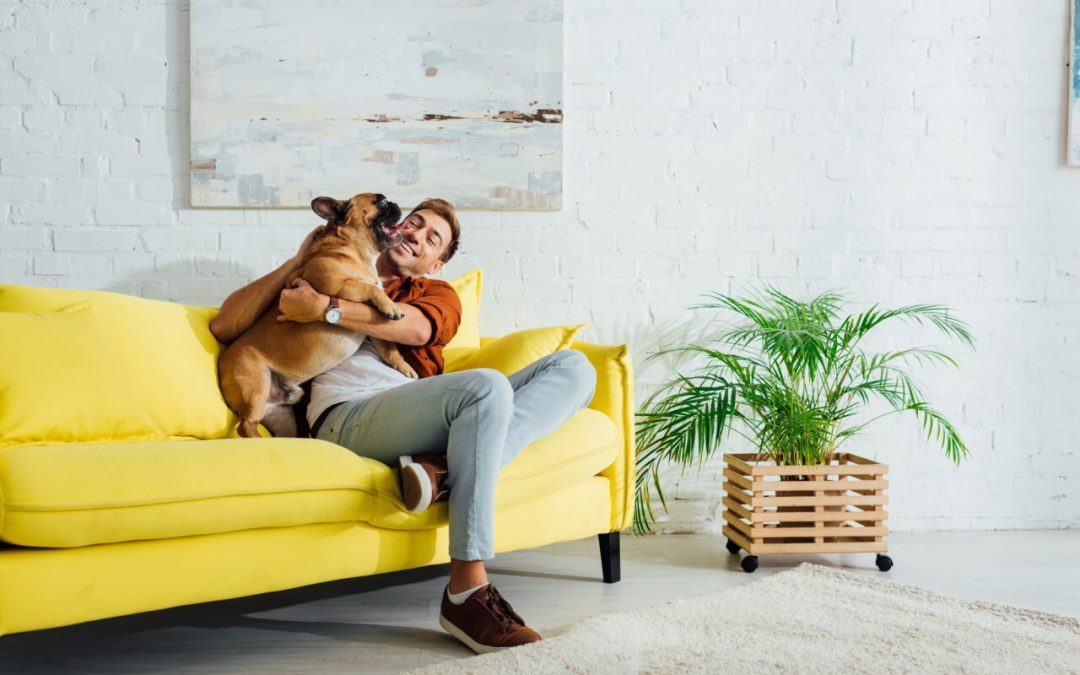 Pet-Friendly Houseplants: 6 Plants to Enjoy in Your Home